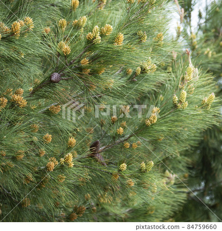Young Yellow Pine Cones On The Branches April, early spring 84759660