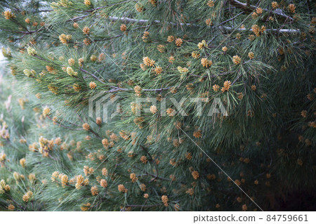 Pine and spruce branches with cones close-up, selective focus. Christmas and New Year tree. natural green background. Pine and spruce branches with cones close-up, selective focus. Christmas and New Year tree. natural green background. 84759661
