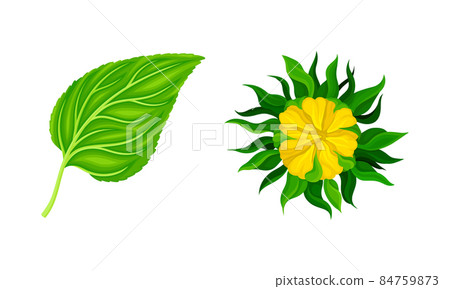 Sunflower plant set. Bud of flower and leaf. Botanical floral design element. Eco organic product vector illustration 84759873