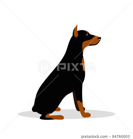 Vector cute dog Doberman Pinscher 84760003