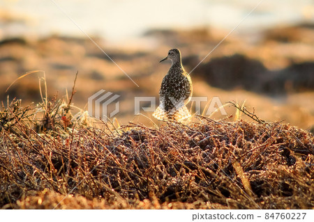 Wood sandpiper (Tringa glareola) 84760227