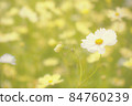  Cosmos field 84760239