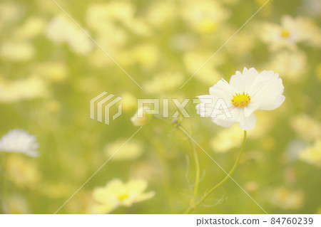 Cosmos field Cosmos field 84760239