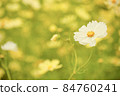 Cosmos field 84760241