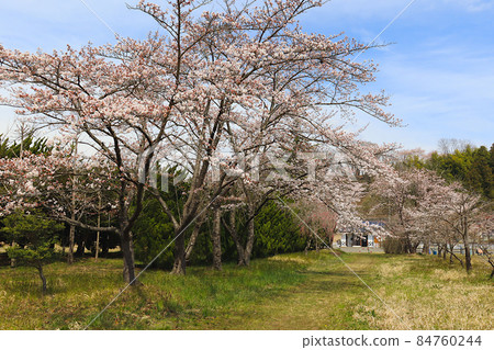 A landscape where cherry blossoms bloom in spring at "Shiouchi Park". Murata Shionai, Murata Town, Miyagi Prefecture. A landscape where cherry blossoms bloom in spring at "Shiouchi Park". Murata Shionai, Murata Town, Miyagi Prefecture. 84760244