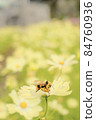 Cosmos and bees 84760936