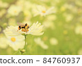 Autumn cherry blossoms and bees 84760937