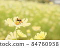 Cosmos and bees 84760938