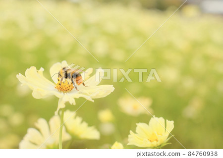 Cosmos and bees Cosmos and bees 84760938