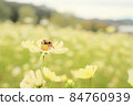 Cosmos and bees 84760939