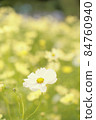  Cosmos field 84760940
