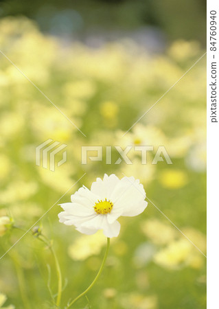 Cosmos field Cosmos field 84760940