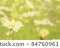  Cosmos field 84760961