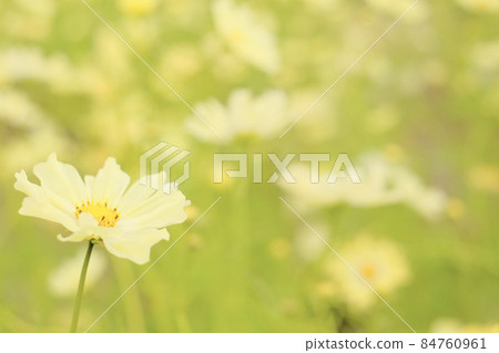 Cosmos field Cosmos field 84760961