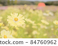  Cosmos field 84760962