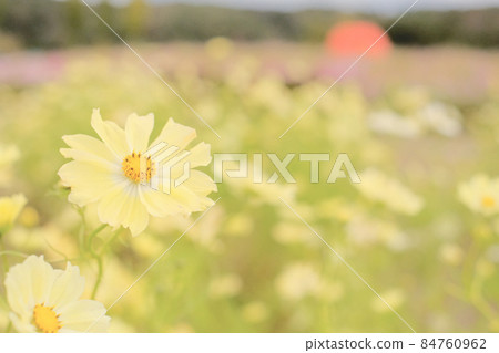 Cosmos field Cosmos field 84760962
