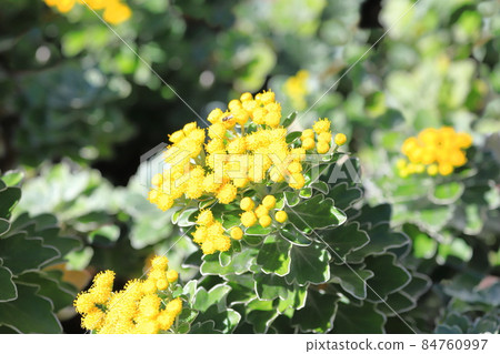磯菊花 84760997