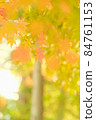 Autumn leaves 84761153