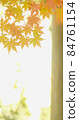 Autumn leaves 84761154