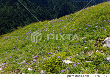 Pincushion flower community on the main ridge of the Asahi mountain range 84761157