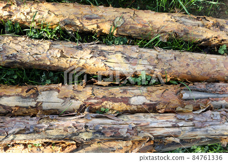 Young pine logs on green grass, top view 84761336