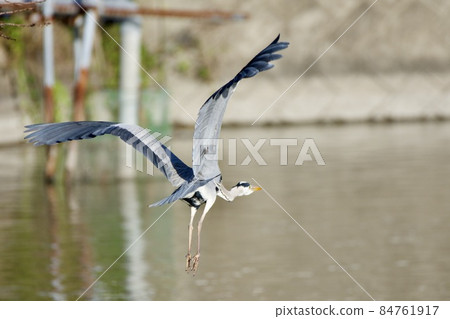 Gray heron heron / Japan 84761917