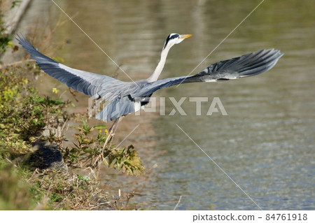 Gray heron heron / Japan 84761918