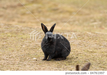可愛的兔子 84761997