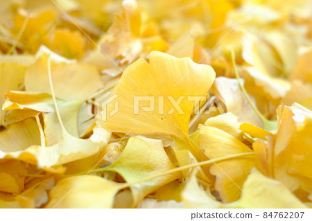 Deciduous ginkgo leaves Deciduous ginkgo leaves 84762207
