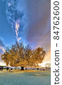 Large ginkgo nestling in the evening scenery 84762600