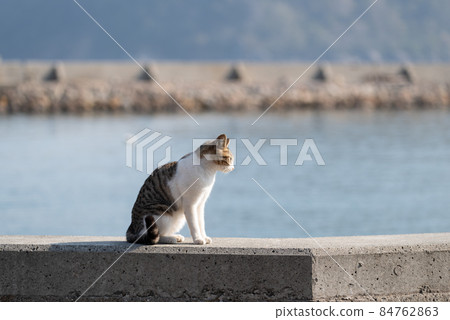 Sitting cat Kijitora white 84762863