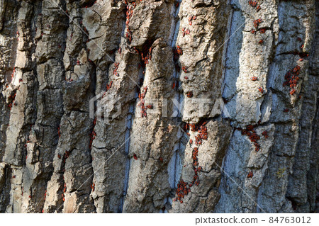 Group of firebugs on an oak bark Group of firebugs on an oak bark 84763012