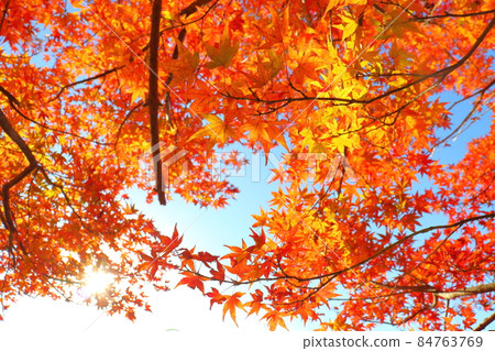 Autumn leaves sun blue sky 84763769