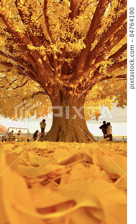 Large ginkgo buried in golden fallen leaves Large ginkgo buried in golden fallen leaves 84764190