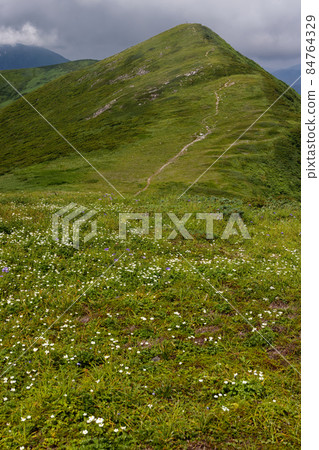 Hakusanichige blooming summer Asahi mountain range, Kangawa mountain ridgeline 84764329