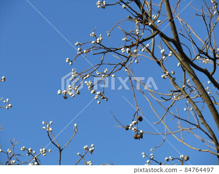 Chinese tallow tree fruit with seeds encased in a white waxy substance 84764497