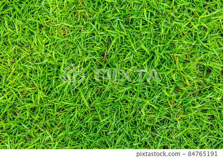 Park grassy Park grassy 84765191