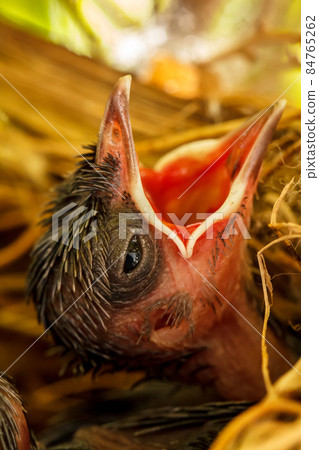 Baby birds in the nest Baby birds in the nest 84765262