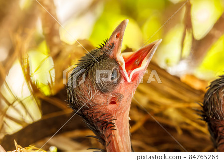 Baby birds in the nest Baby birds in the nest 84765263