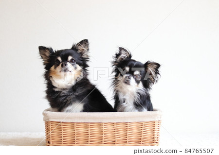 Two dogs in the basket, Chihuahua, multi-headed 84765507