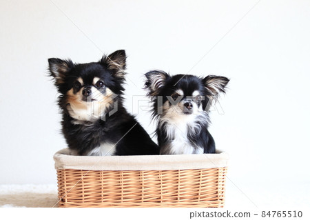 Two dogs in the basket, Chihuahua, multi-headed 84765510