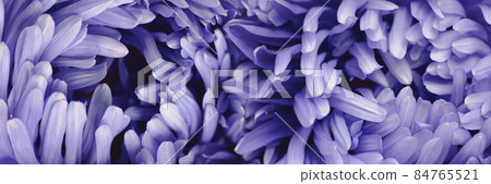 Violet aster flower closeup chrysanthemum type full frame background Violet aster flower closeup chrysanthemum type full frame background 84765521