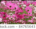 Orthodox cosmos field where pink and white are in full bloom 84765643