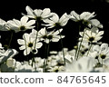Make use of the black background in the backlight and match the white cosmos to solid 84765645
