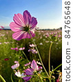 Petals and buds that emphasize pink cosmos in the blue sky 84765648