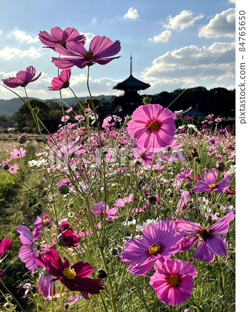 The cosmos of Hokiji Temple that blooms against the blue sky and does not betray every year 84765650