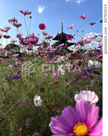 The pink and white of the cosmos that blooms with the tower of Hokiji Temple in the autumn sky look great. The pink and white of the cosmos that blooms with the tower of Hokiji Temple in the autumn sky look great. 84765654