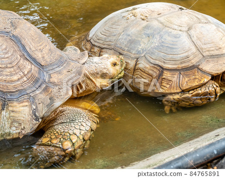 Ground large tortoise live in group in zoo Ground large tortoise live in group in zoo 84765891