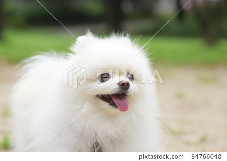 Cute white pomeranian Cute white pomeranian 84766048