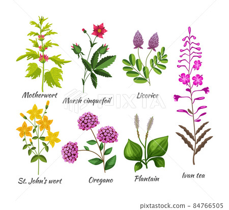 Medicals wildflower set. Botanical blossom herbs and flower for natural treatment 84766505